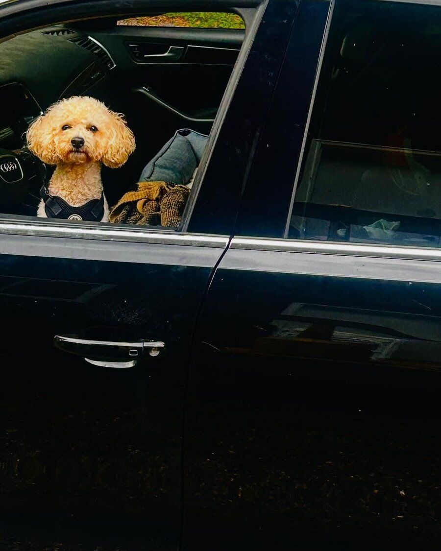 Duke the toy poodle looking out the window of Patty's car